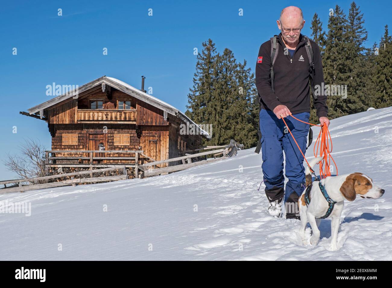 In inverno, Beagle cammina con il suo proprietario passando i Bodenalmen alla cima del Bodenschneid Foto Stock