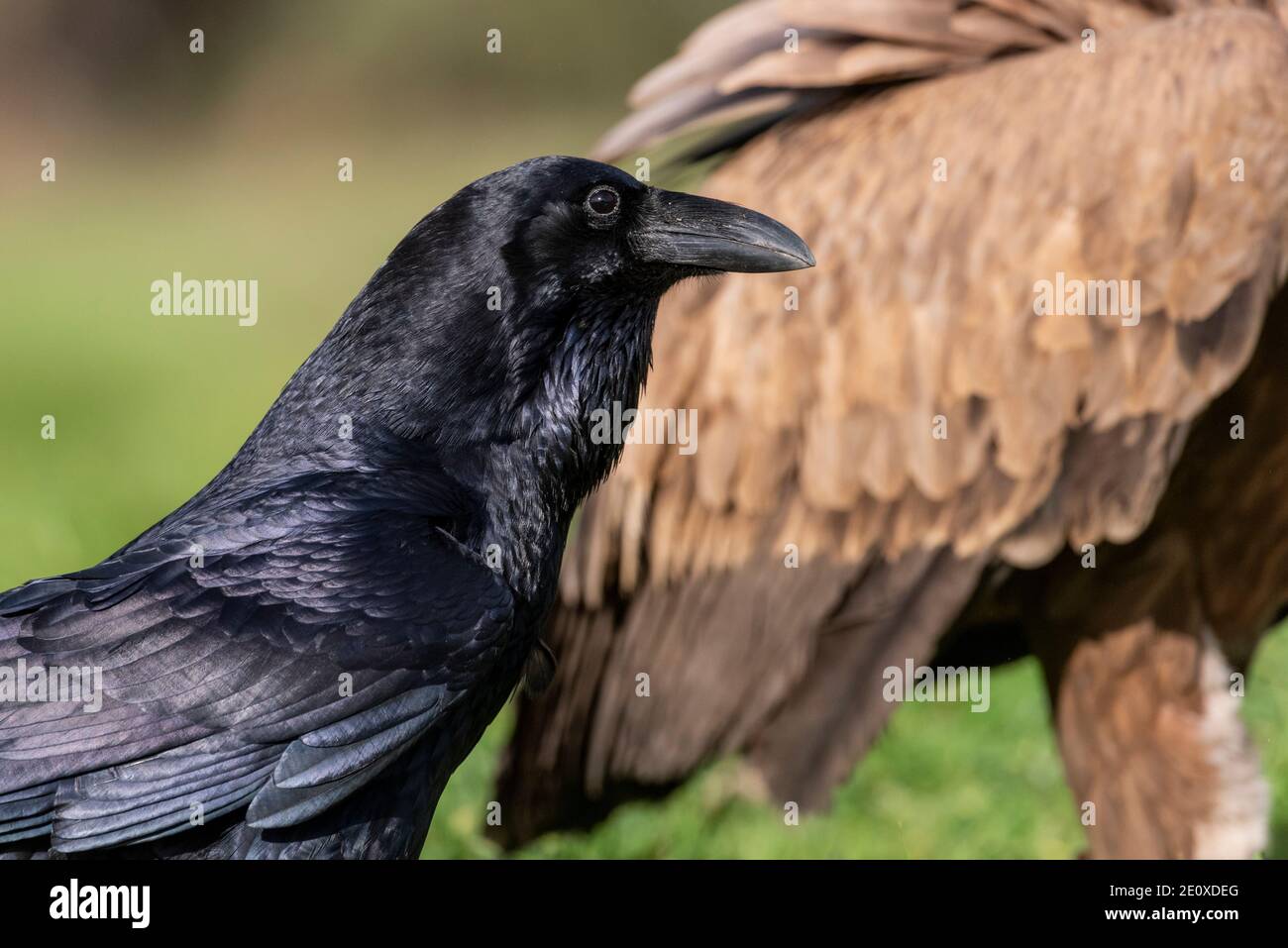 raven arroccato corax uccello nero corvus Foto Stock