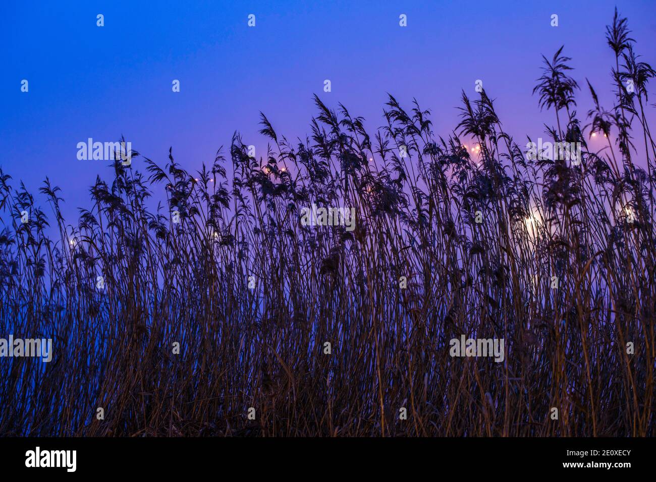 Cielo notturno colorato su un lago, inverno nel Distretto dei Laghi di Masuria. Le paludi sono cresciute con le canne. Polonia Foto Stock