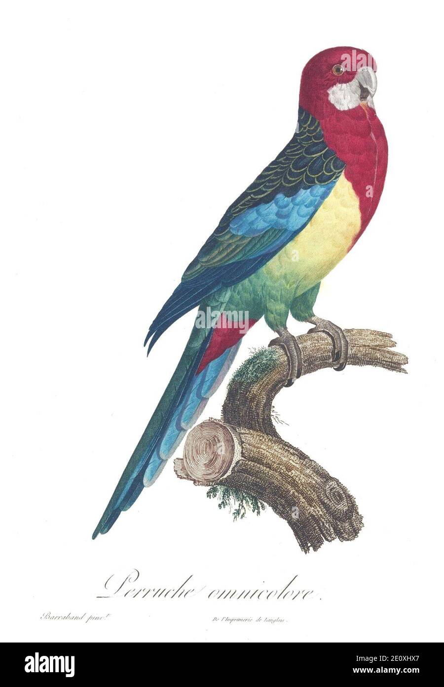 Levaillant Parrot 28. Foto Stock