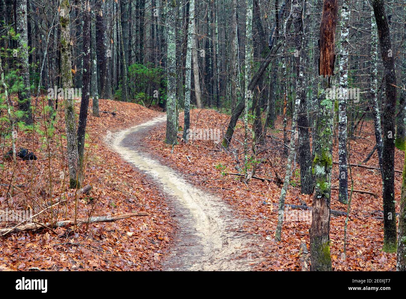 Percorso tortuoso sul Ridgeline Trail nella DuPont state Recreational Forest - Cedar Mountain, vicino a Brevard, North Carolina, USA Foto Stock