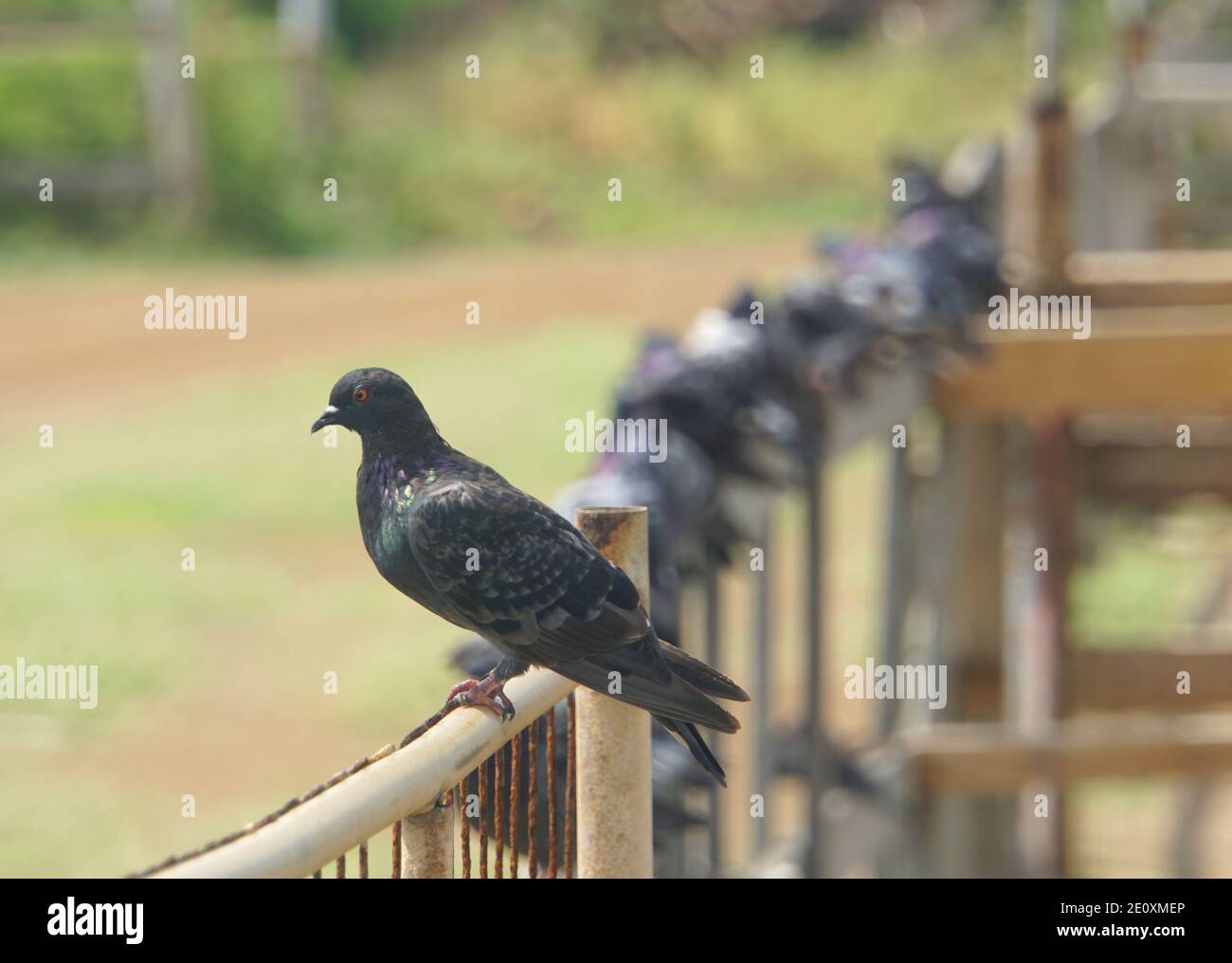 Un piccione nero su una recinzione di legno Foto Stock