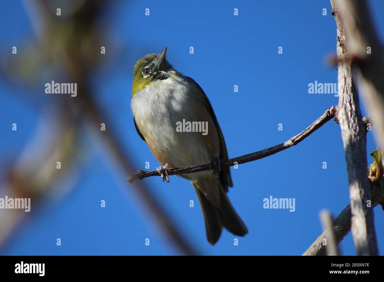 Silvereye/Waxeye seduto sul ramo sotto il sole d'inverno Foto Stock