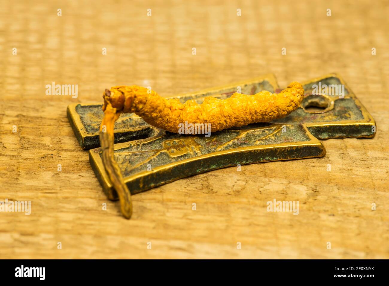 Caterpillar Fungus, Medicina della Medicina tradizionale Tibetiana Foto Stock