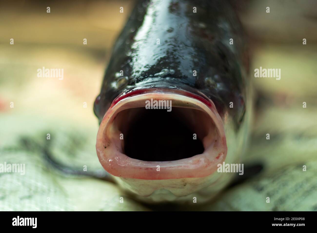 Il pesce catturato sulla rete con la bocca grande in un villaggio stagno Foto Stock