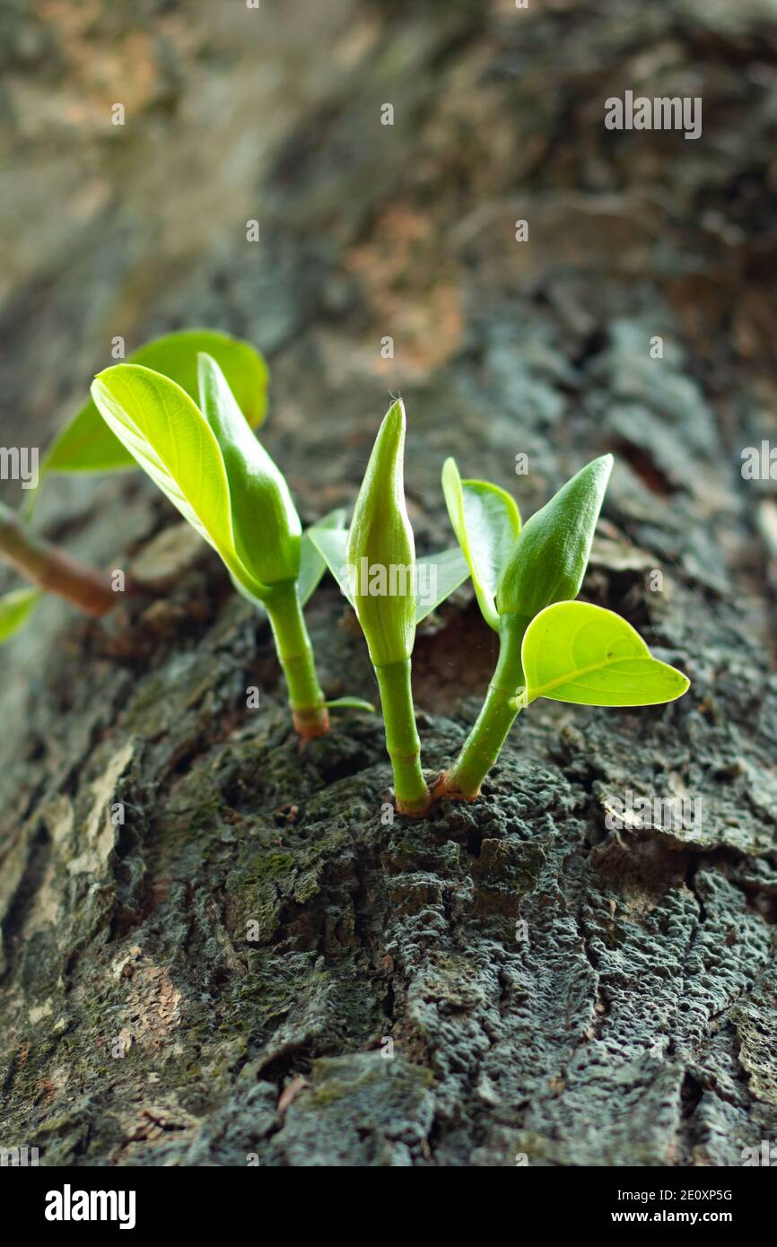 Il jackfruit verde sta crescendo dai fiori giovani del jackfruit Foto Stock