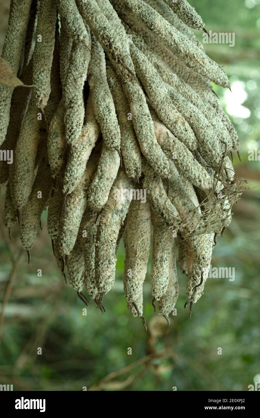 Il frutto di un tipo speciale di albero come a. olio di palma data Foto Stock