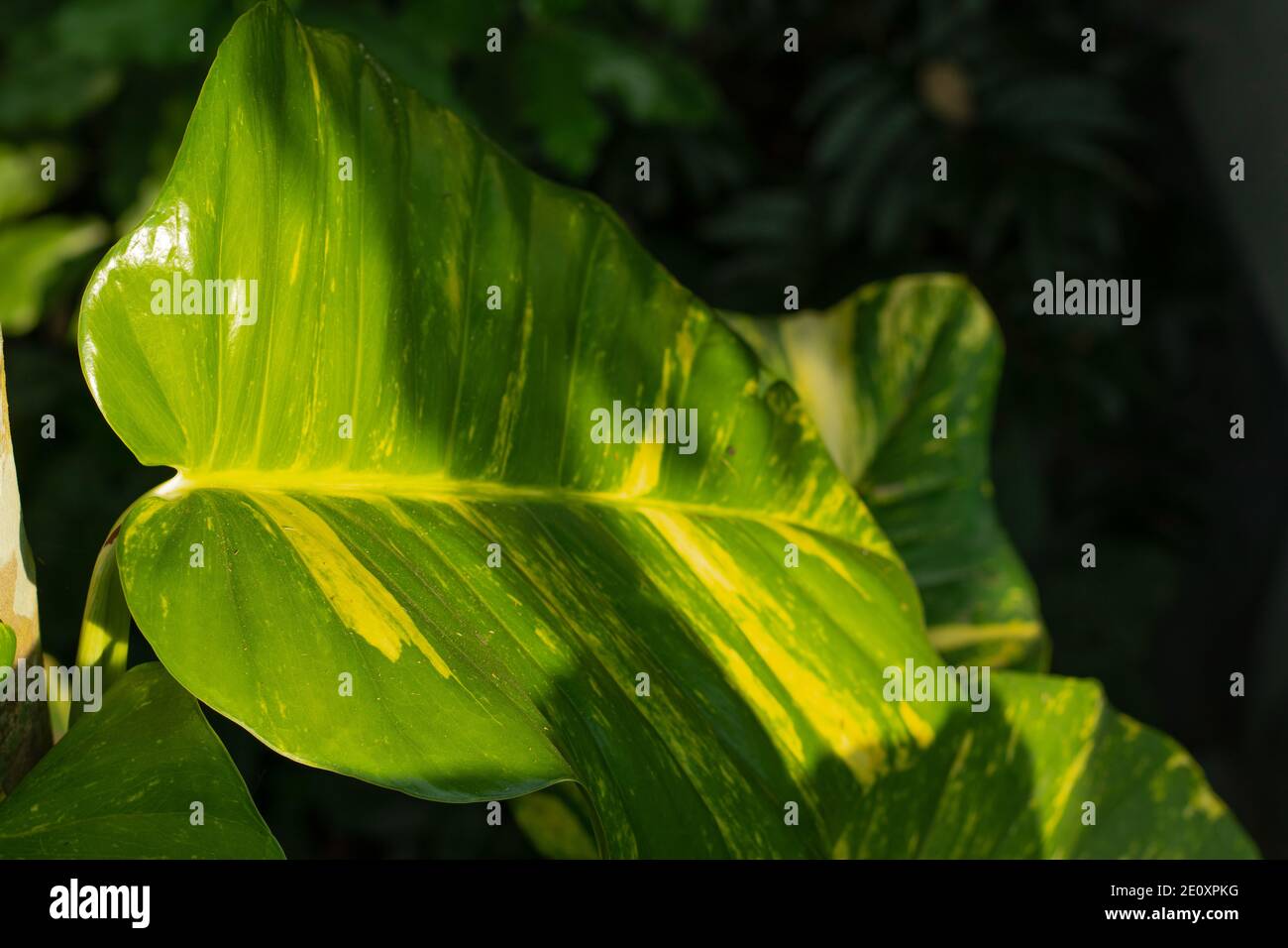 Decorazione a foglie di filodendro variegato o piante di Epipremnum pinnatum Foto Stock