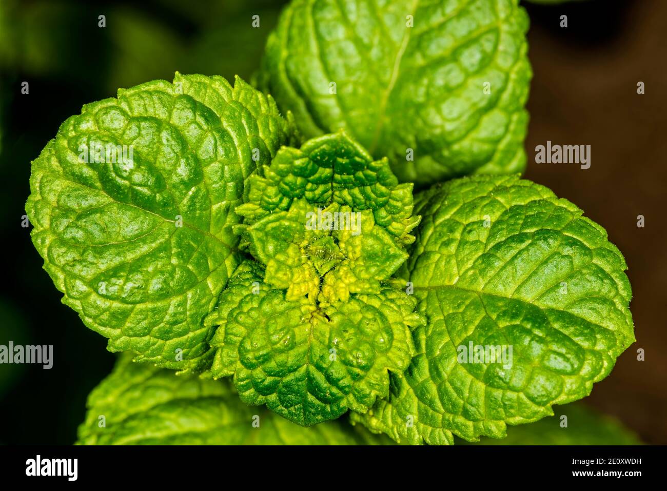 Pianta di menta piperita per bevanda di Mojito Foto stock - Alamy