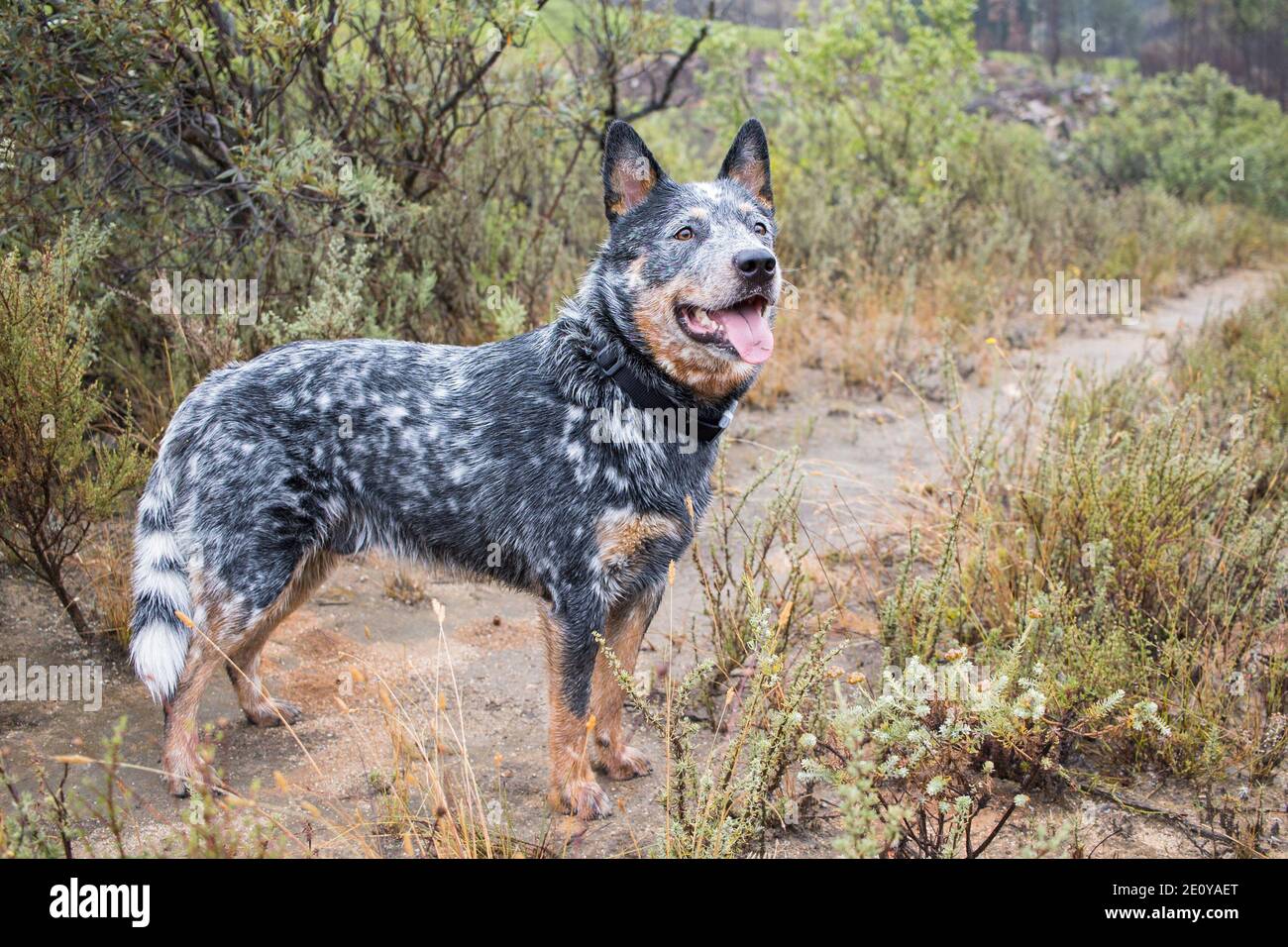 Giovane maschio australiano bovino cane (Blue heeler) in piedi su una strada sterrata che guarda in su Foto Stock