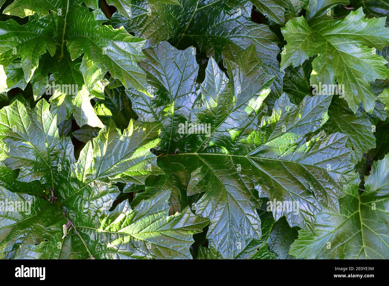 Modello di grandi foglie di colore verde scuro con superficie riflettente liscia e vene chiaramente visibili. Foto Stock
