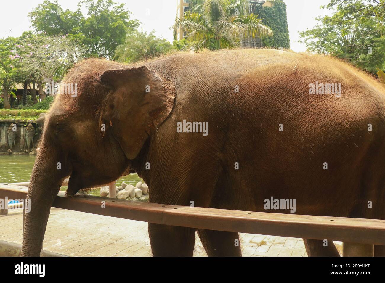 Asian Sumatran elefante lato ritratto, primo piano di faccia su alberi sfondo. Foto Stock