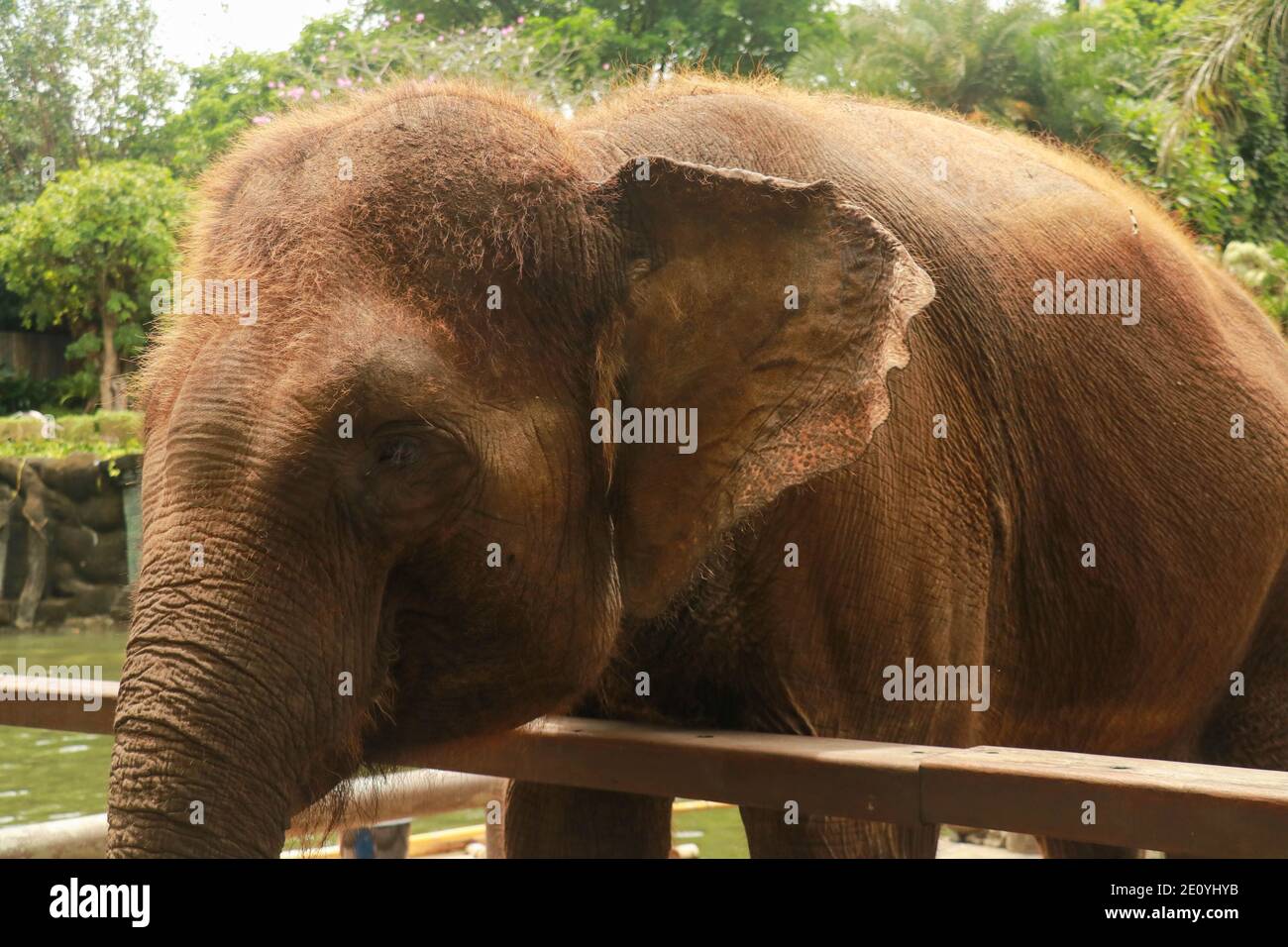 Asian Sumatran elefante lato ritratto, primo piano di faccia su alberi sfondo. Foto Stock