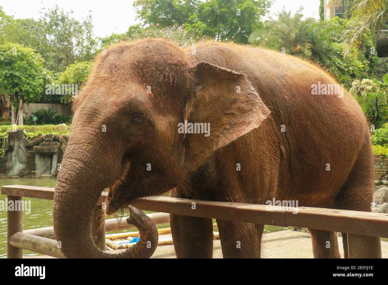 Asian Sumatran elefante lato ritratto, primo piano di faccia su alberi sfondo. Foto Stock