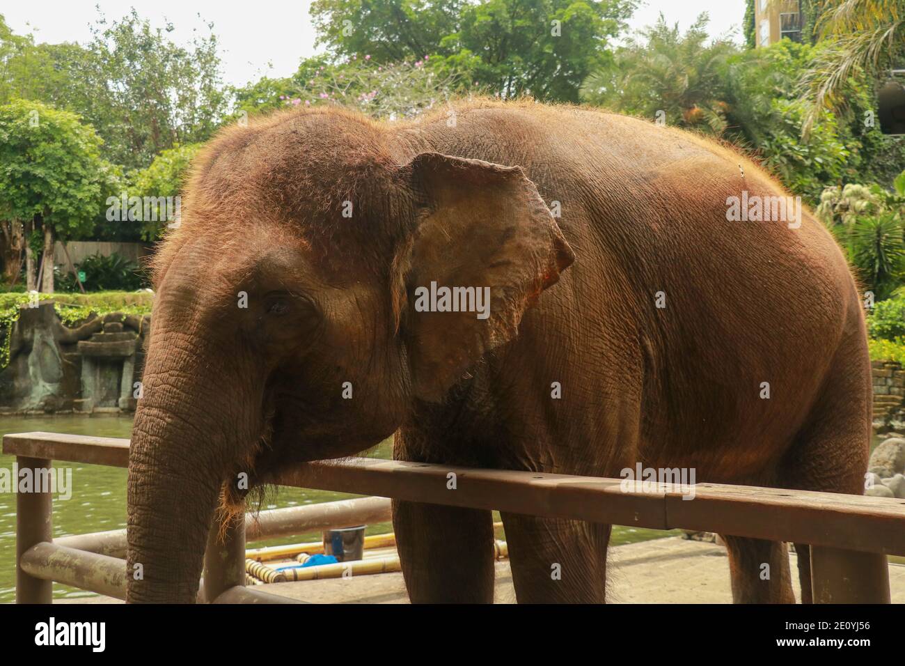 Asian Sumatran elefante lato ritratto, primo piano di faccia su alberi sfondo. Foto Stock