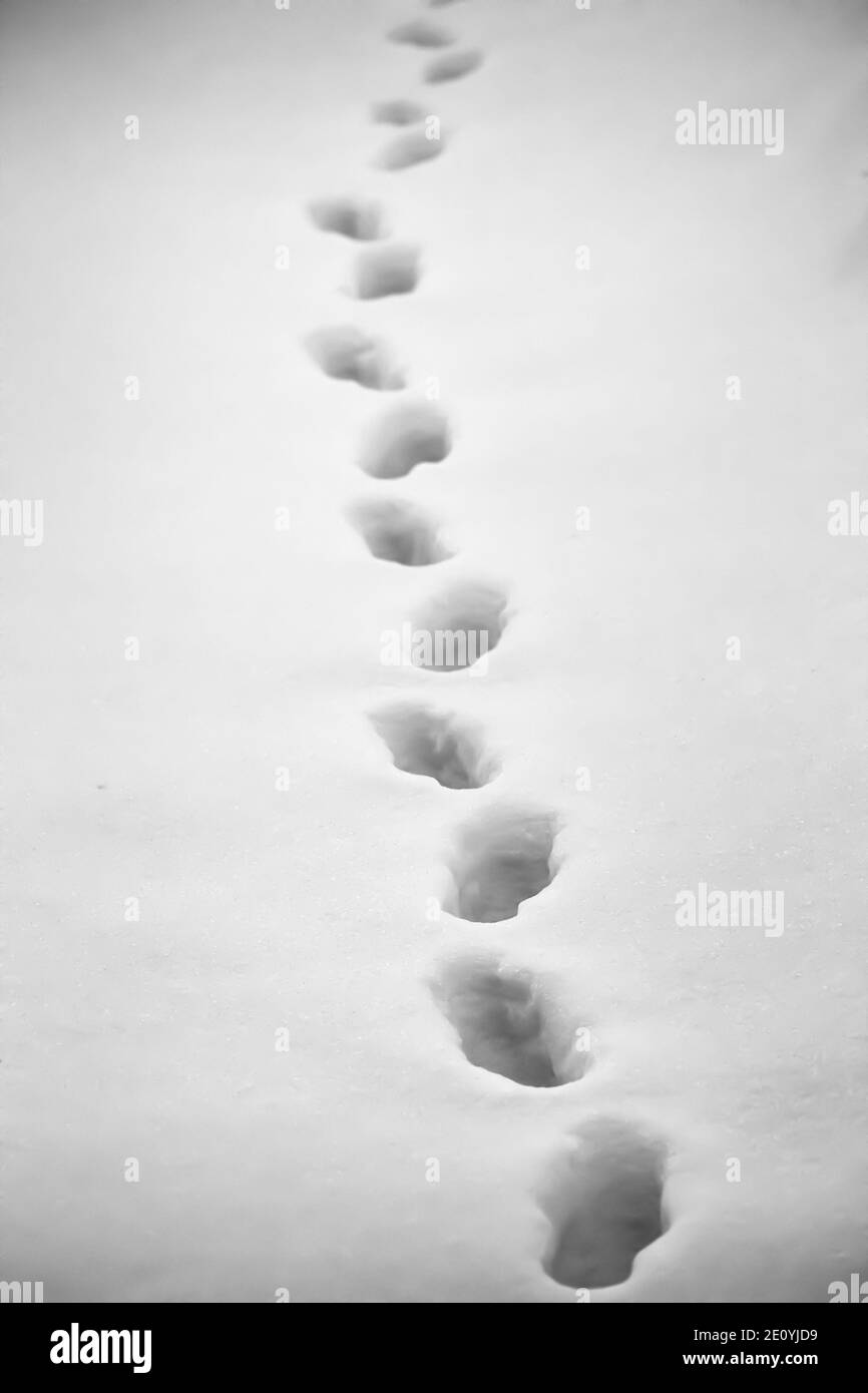 Orme di animali sulla neve fresca di close-up. Foto Stock