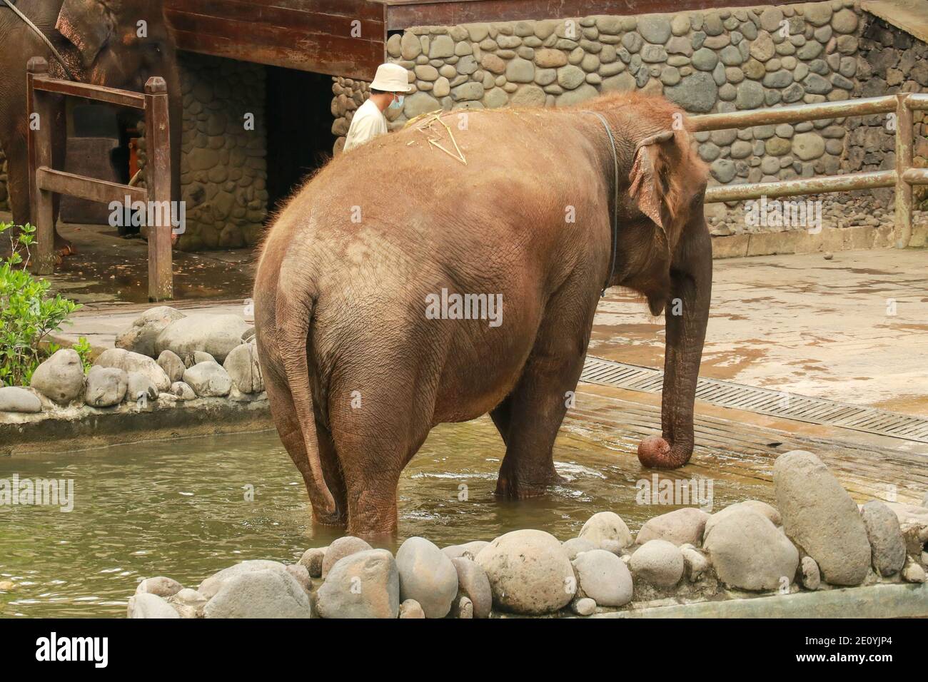 Un elefante di Sumatran allo Zoo di Bali. Foto Stock