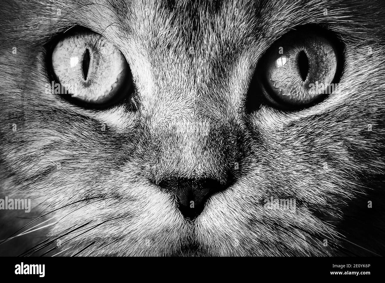 Il muso di gatto grigio con grandi occhi da vicino. Foto in bianco e nero  Foto stock - Alamy