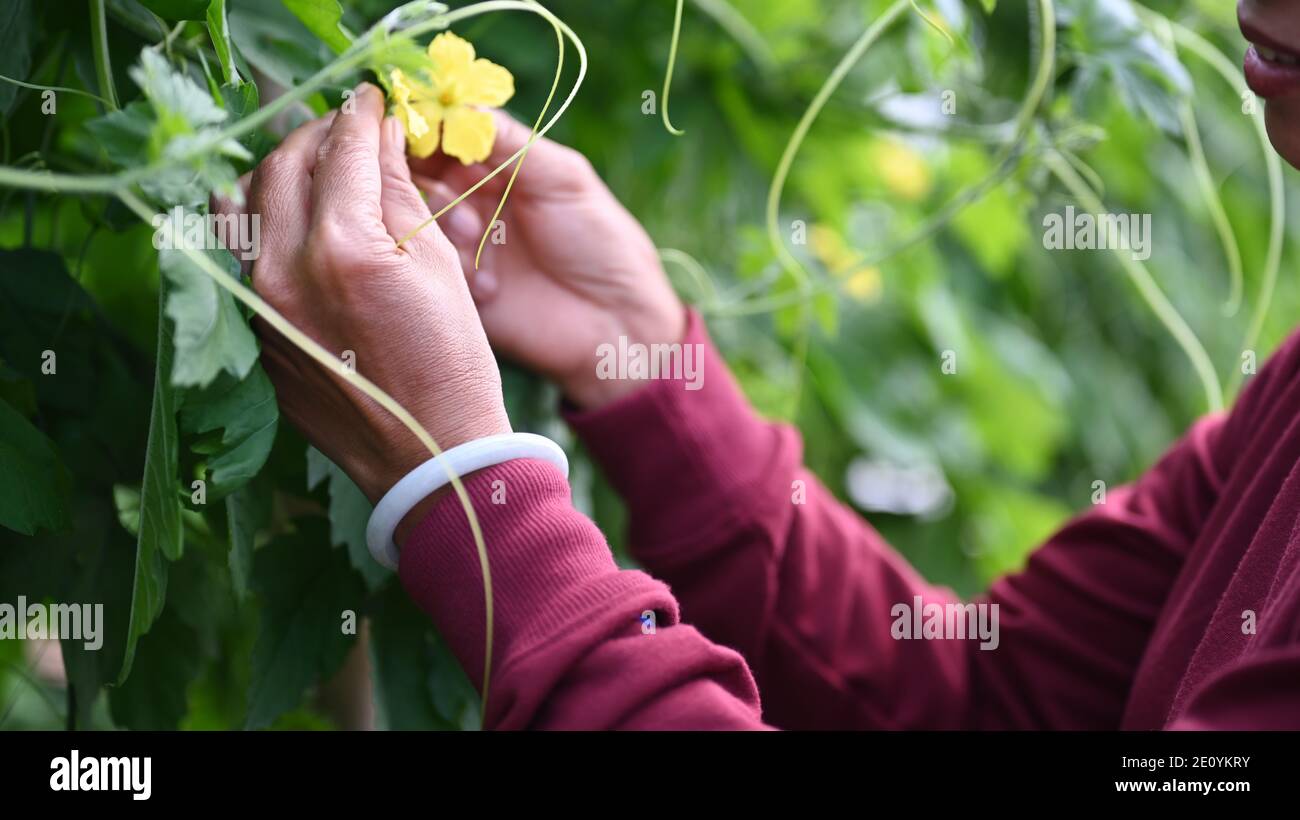 Primo piano vista delle mani del giardiniere che impollinano il fiore di verde amaro pianta gourd nella serra. Foto Stock