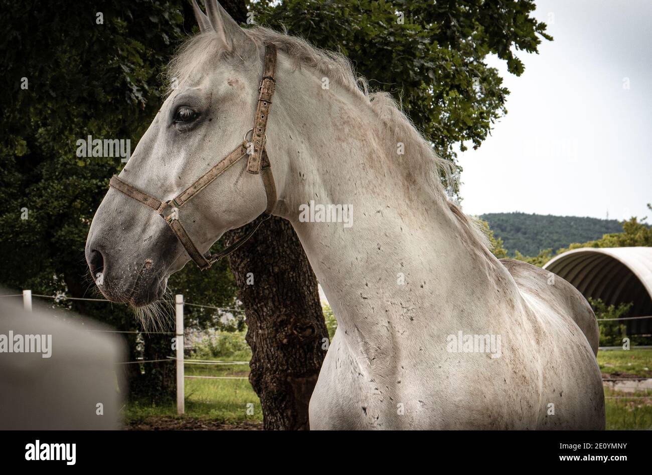 Cavallo sul pascolo nel paddock Foto Stock