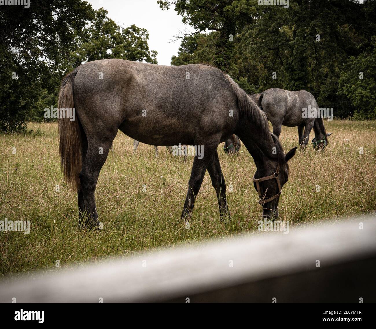 Cavallo sul pascolo nel paddock Foto Stock