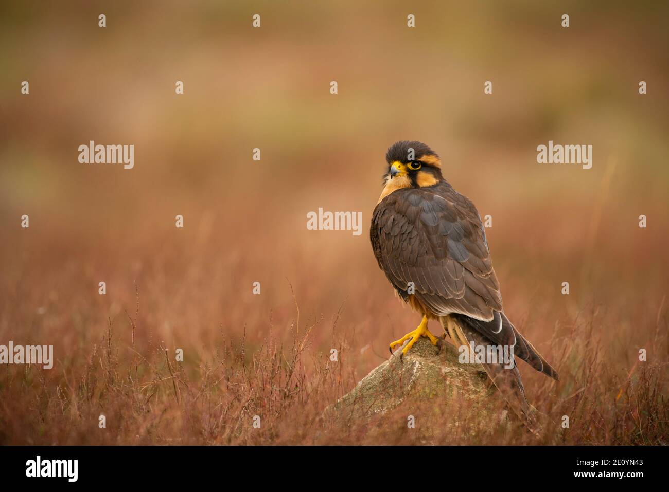 Aplomada falcon, Falco femoralis, captive in scrub a secco Foto Stock