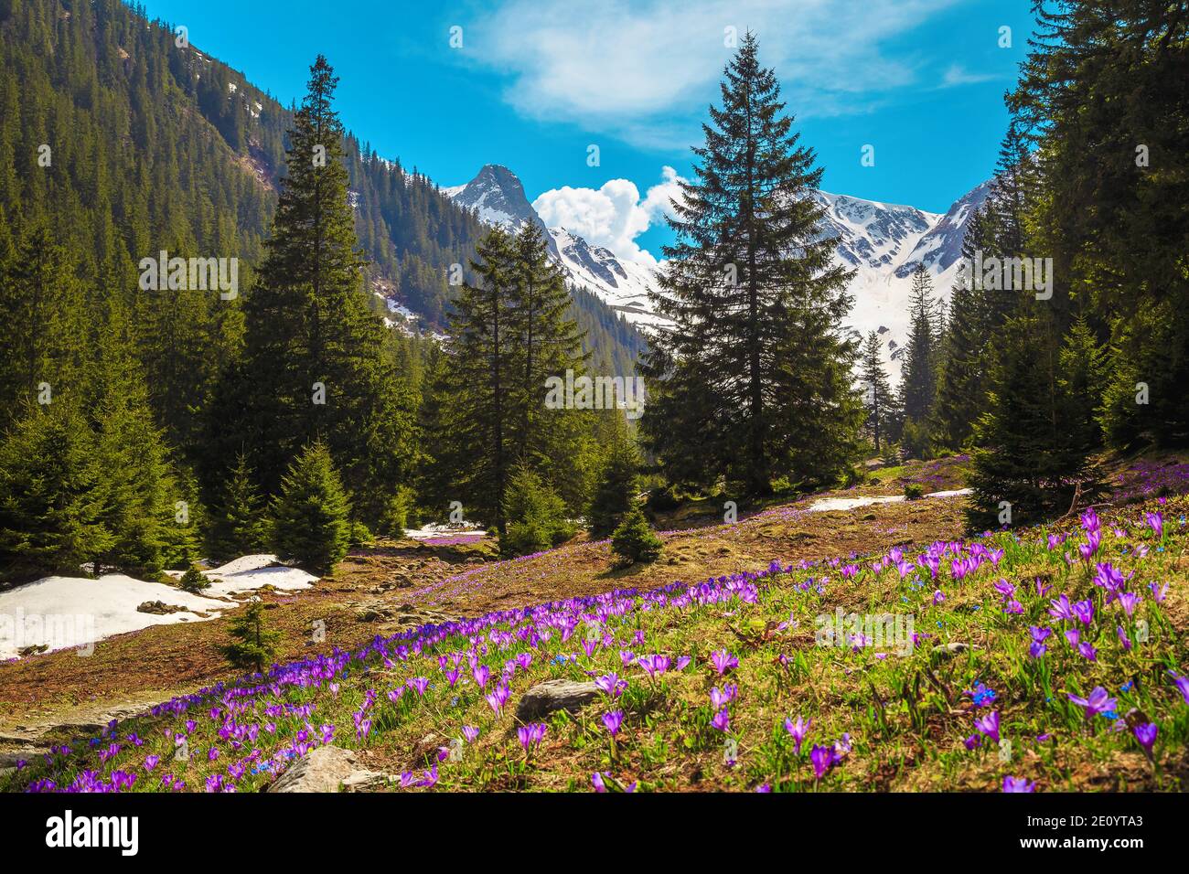 Maestoso paesaggio alpino di primavera, ammirabile fiorita foresta glade con fresco colorato fiori di crocus viola e alte montagne innevate sullo sfondo, fag Foto Stock