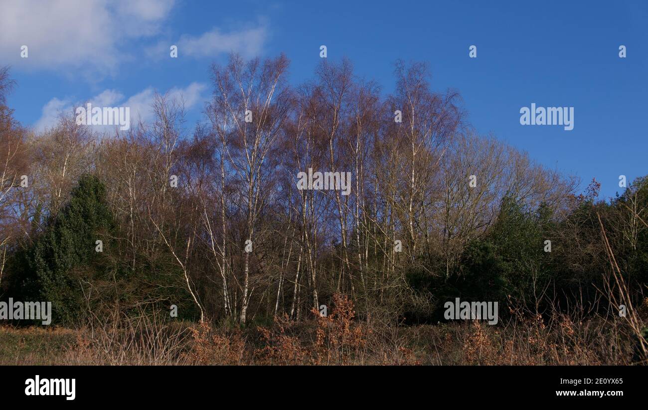 Alberi di betulla d'argento in inverno senza foglie contro il blu cielo Foto Stock