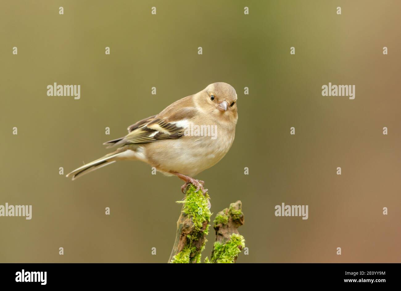 Chaffinch. Nome scientifico: Fringilla coelebs. Singolo, femmina comune chaffinch rivolto verso la parte anteriore sul ramo coperto di muschio. Sfondo pulito. Foto Stock
