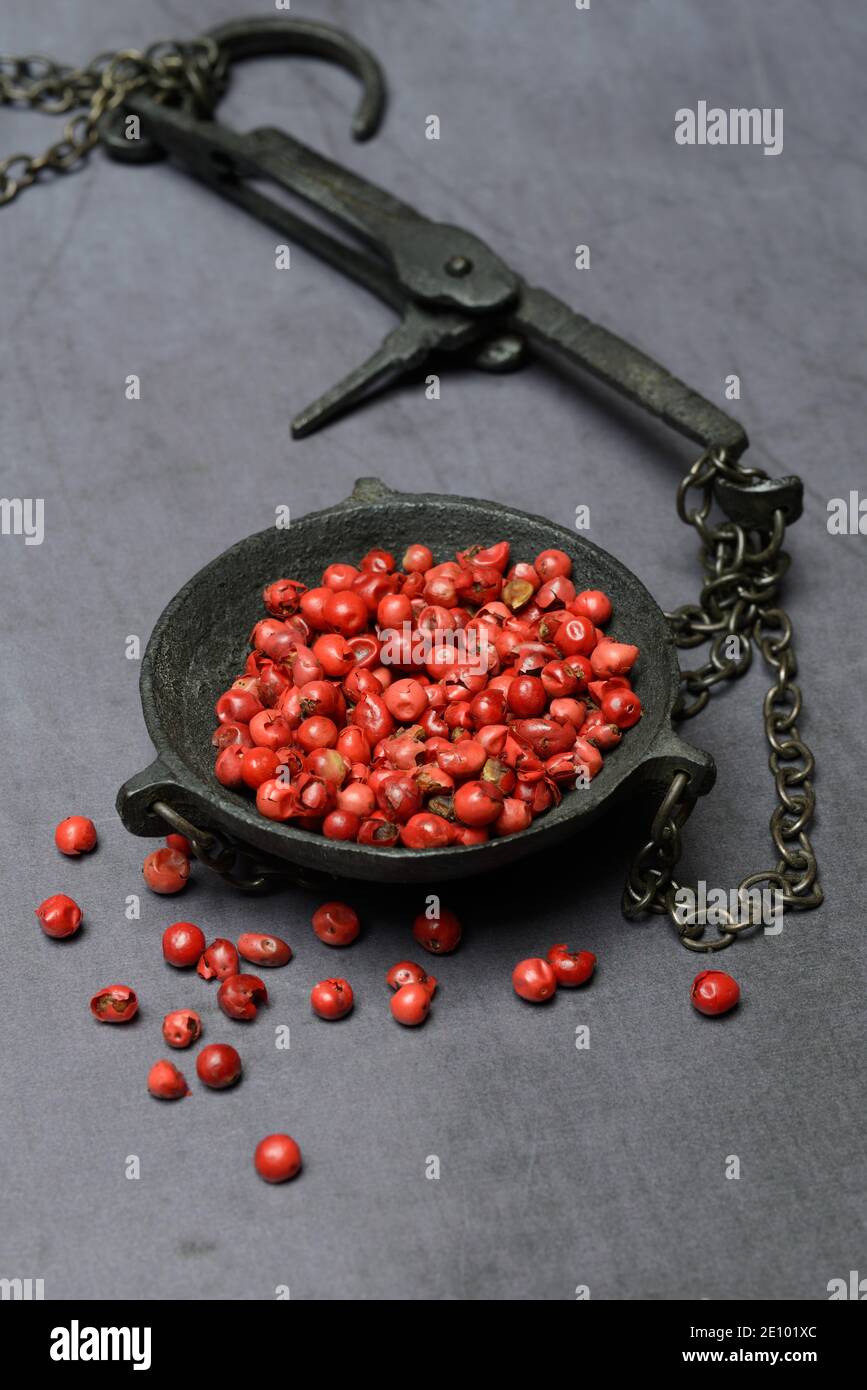 Pepe rosso in padella, bacche rosa (Schinus terebinthifolius), Germania, Europa Foto Stock