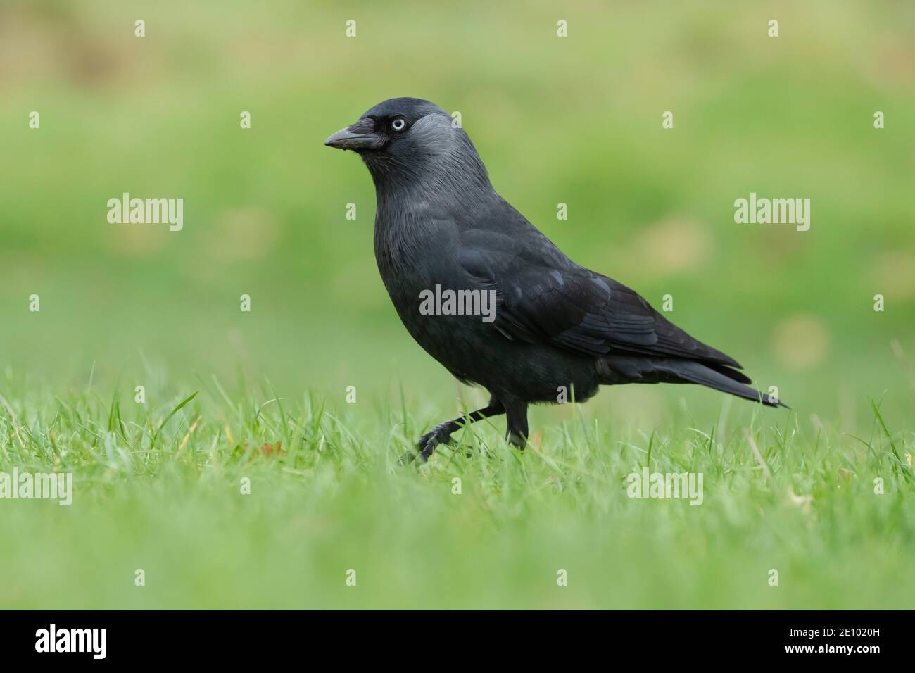 Jackdaw (Corvus monidula) uccello adulto che cammina sull'erba, Surrey, Inghilterra, Regno Unito, Europa Foto Stock