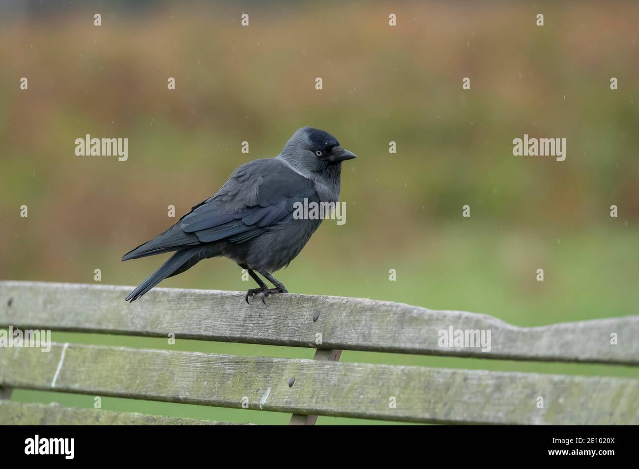 Jackdaw (Corvus monidula) uccello adulto che cammina sull'erba, Surrey, Inghilterra, Regno Unito, Europa Foto Stock