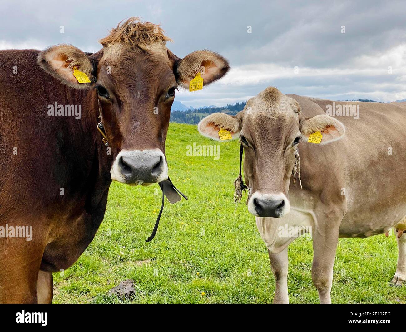 Marrone bestiame sul pascolo Foto Stock