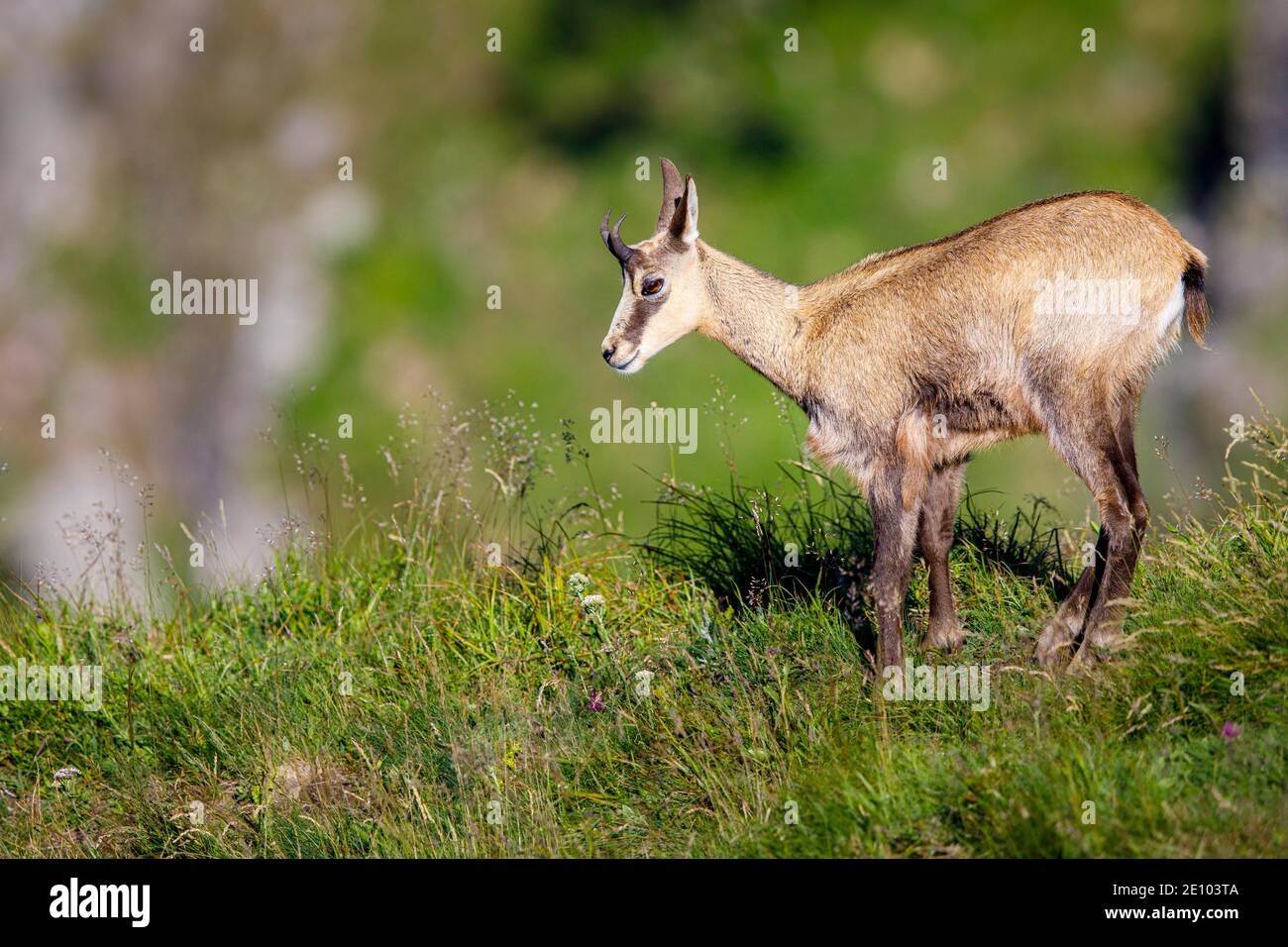 Camoscio giovanile (Rupicapra rupicapra), bambino animale, Vosgi, Francia, Europa Foto Stock