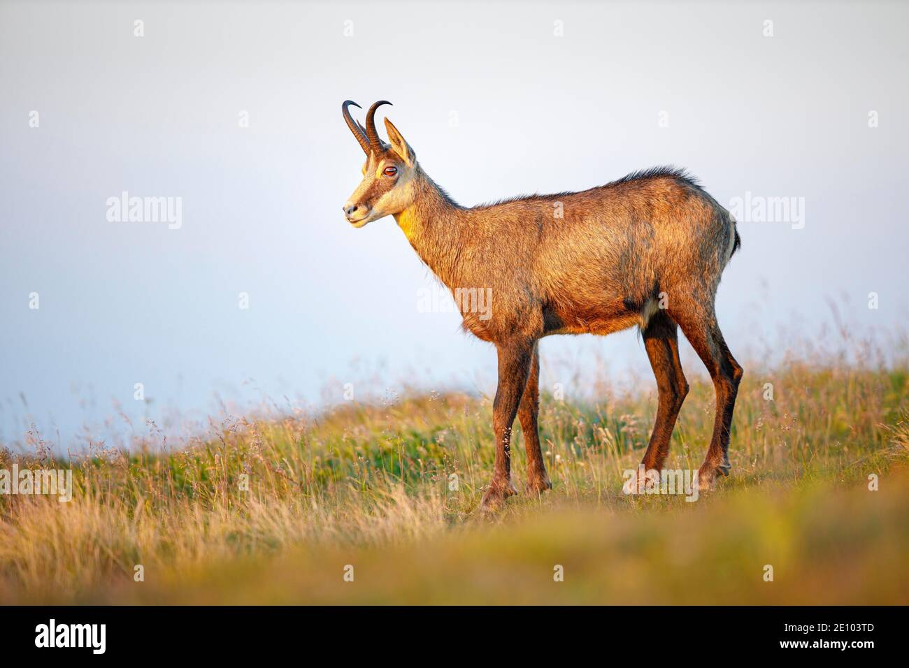 Camoscio giovanile (Rupicapra rupicapra), Vosgi, Francia, Europa Foto Stock