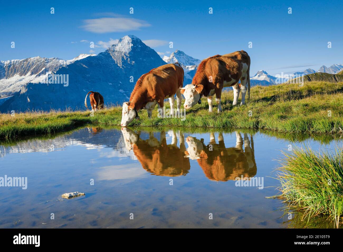 Mucche di fronte a Eiger e Jungfrau, Oberland Bernese, Svizzera, Europa Foto Stock