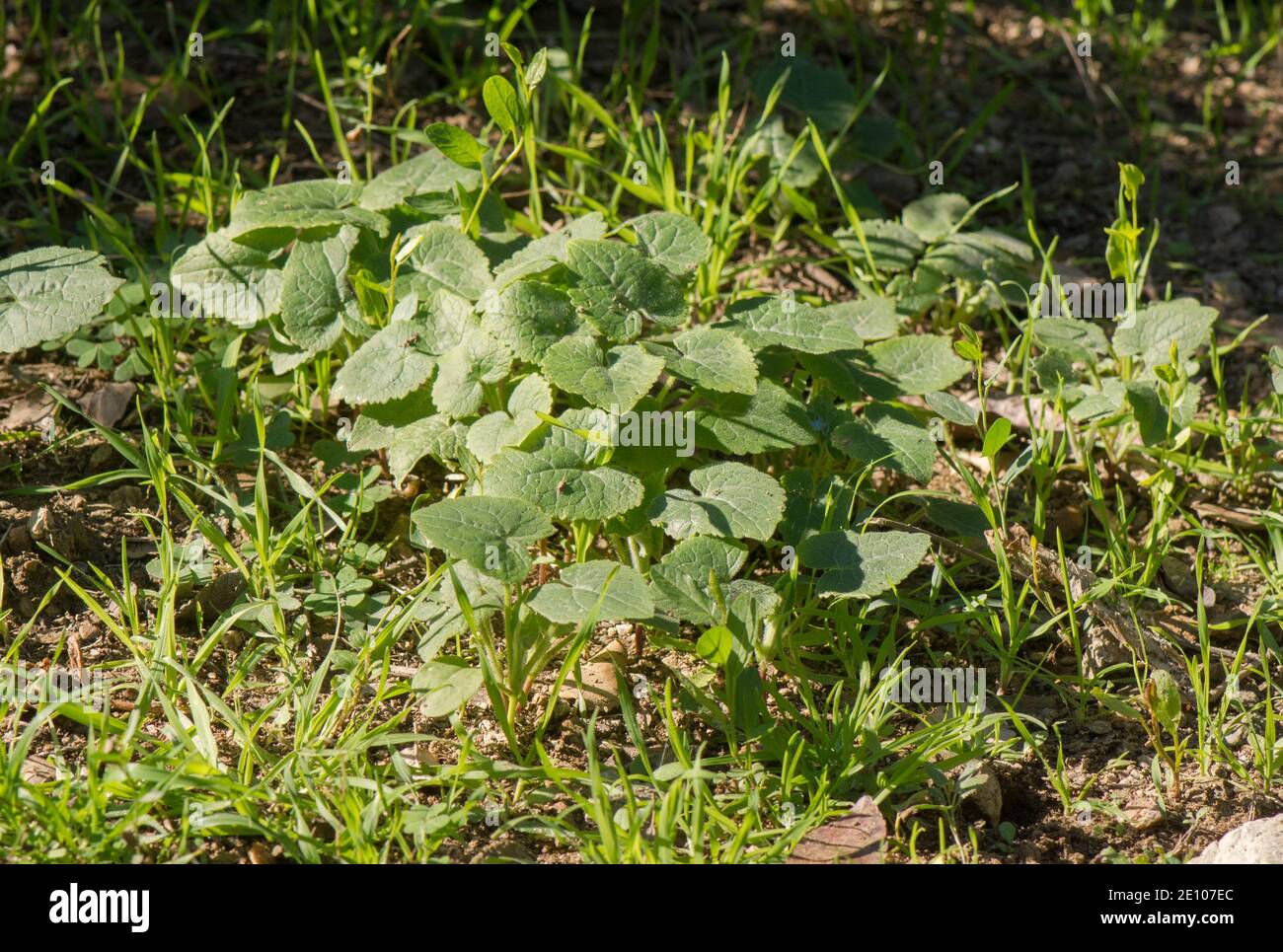 Giovani piante di onestà annuale (Lunaria annua) che crescono in giardino selvatico. Spagna. Foto Stock