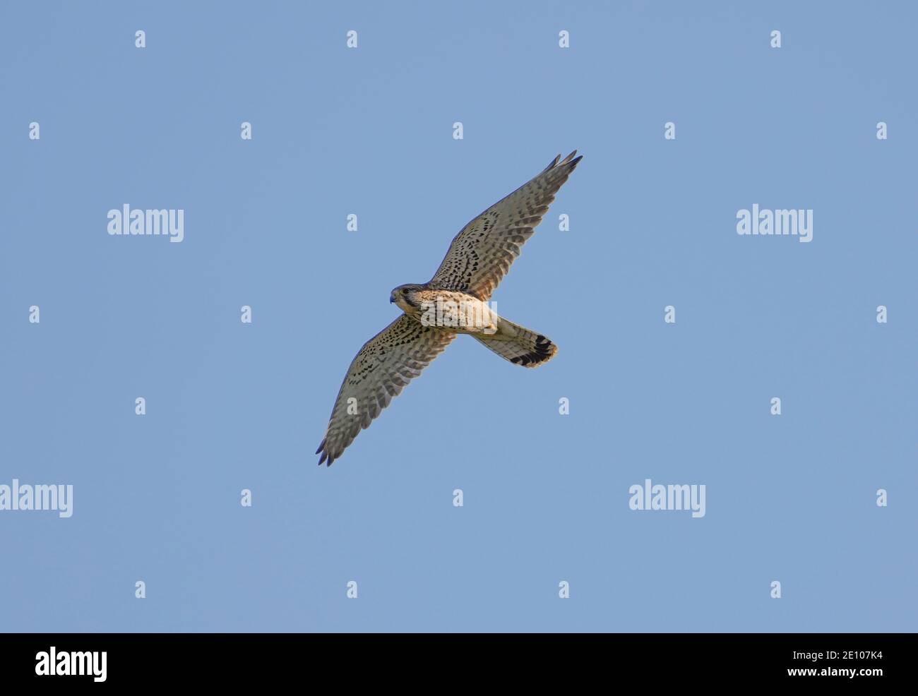 Gheppio comune, Falco tinnunculus, Andalusia, Spagna. Foto Stock