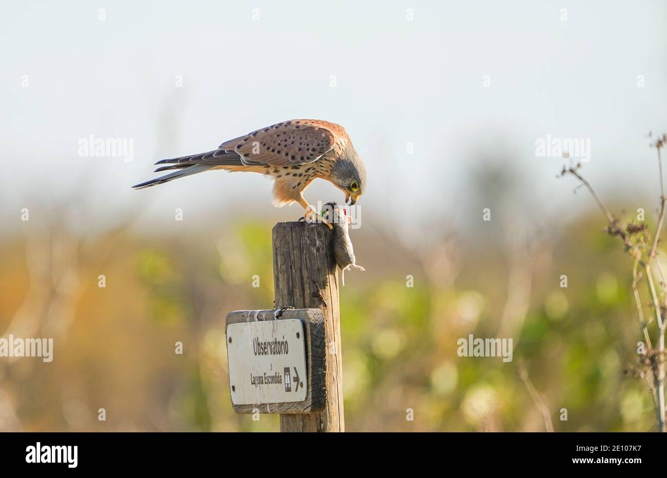 Gheppio comune, Falco tinnunculus, maschio adulto, con una preda, arroccato sul segno della riserva naturale, Andalusia, Spagna. Foto Stock