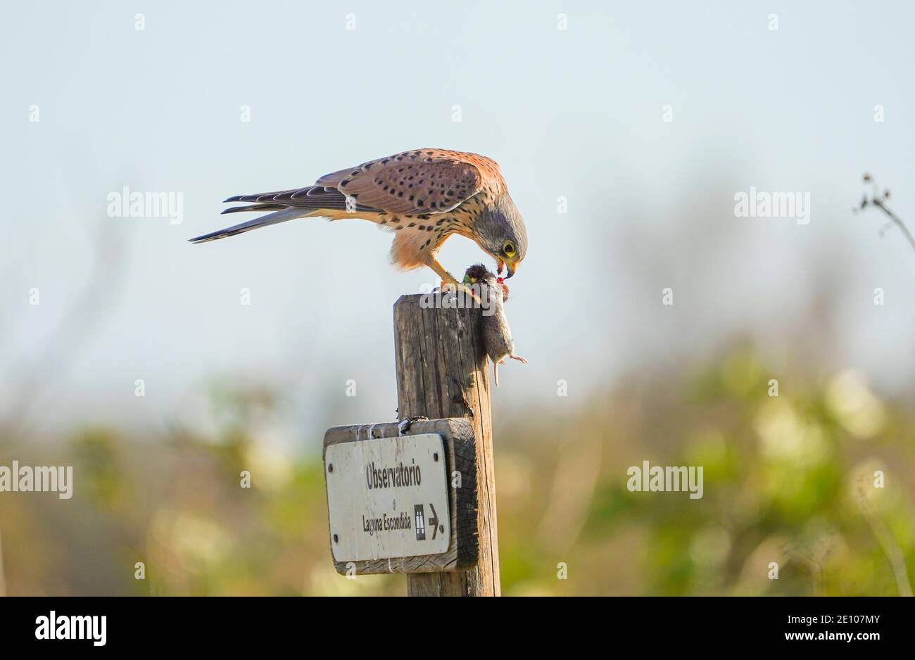 Gheppio comune, Falco tinnunculus, maschio adulto, con una preda, arroccato sul segno della riserva naturale, Andalusia, Spagna. Foto Stock