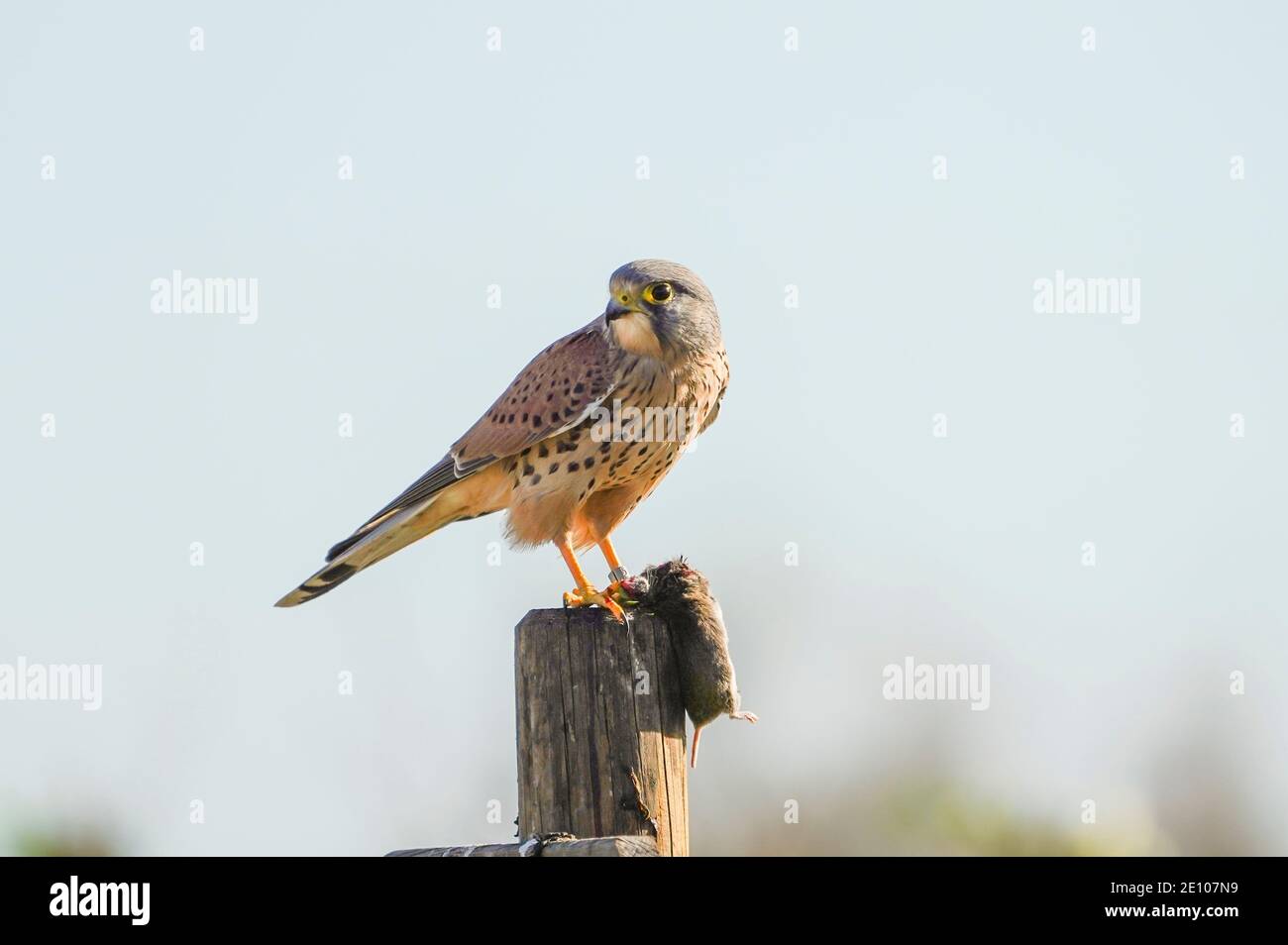 Gheppio comune, Falco tinnunculus, maschio adulto, con una preda, arroccato sul segno della riserva naturale, Andalusia, Spagna. Foto Stock