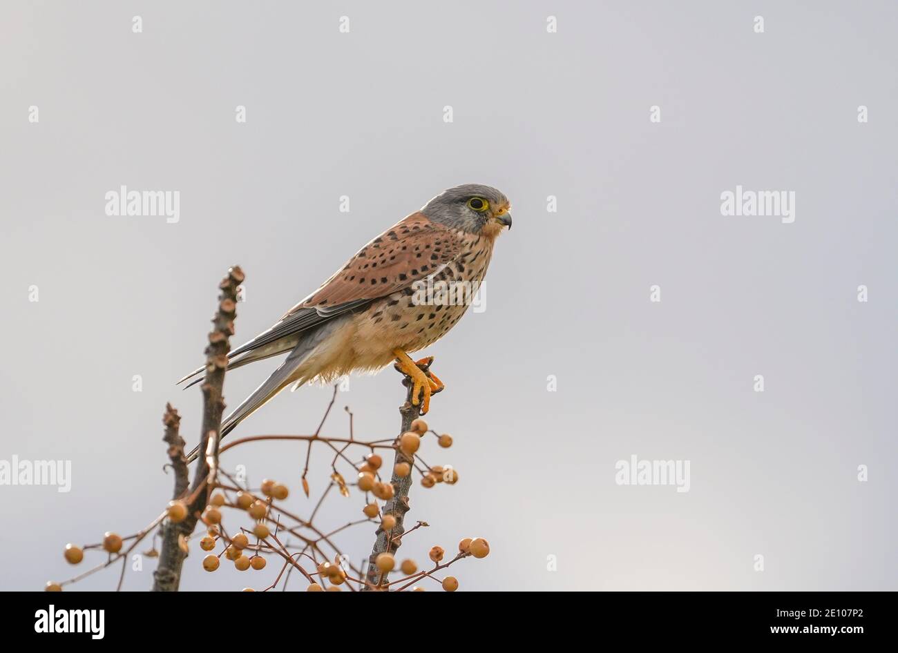 Gheppio comune, Falco tinnunculus, Andalusia, Spagna. Foto Stock