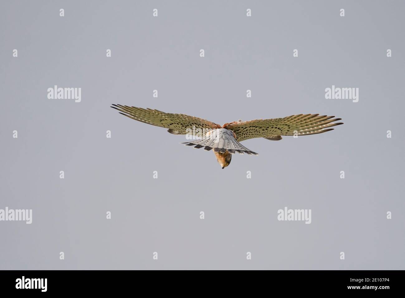 Gheppio comune, Falco tinnunculus, hoovering alla ricerca di preda, Andalusia, Spagna. Foto Stock