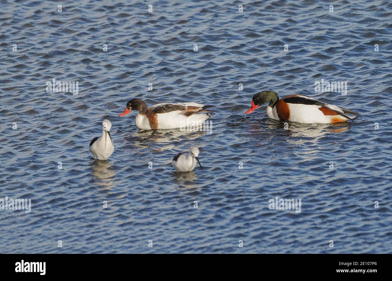 Shelduck comune e palafitte alate nere, che si nutrono nelle zone umide della riserva di Guadalhorce, Malaga, Spagna. Foto Stock