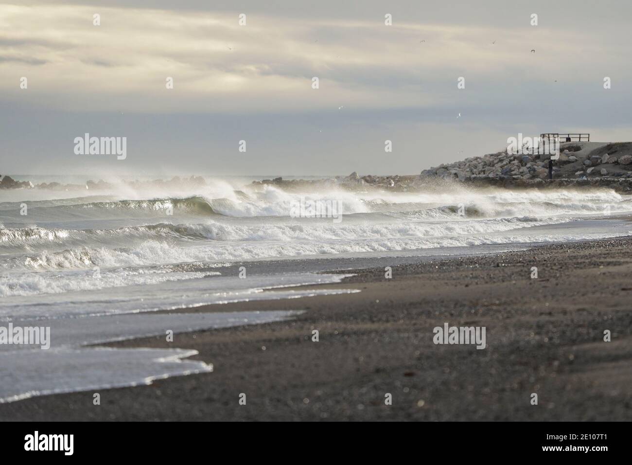 Canaglia marino a mediterraneo, mese del fiume di Guadalhorce, Gudalamar, Malaga, Andalusia, Spagna. Foto Stock