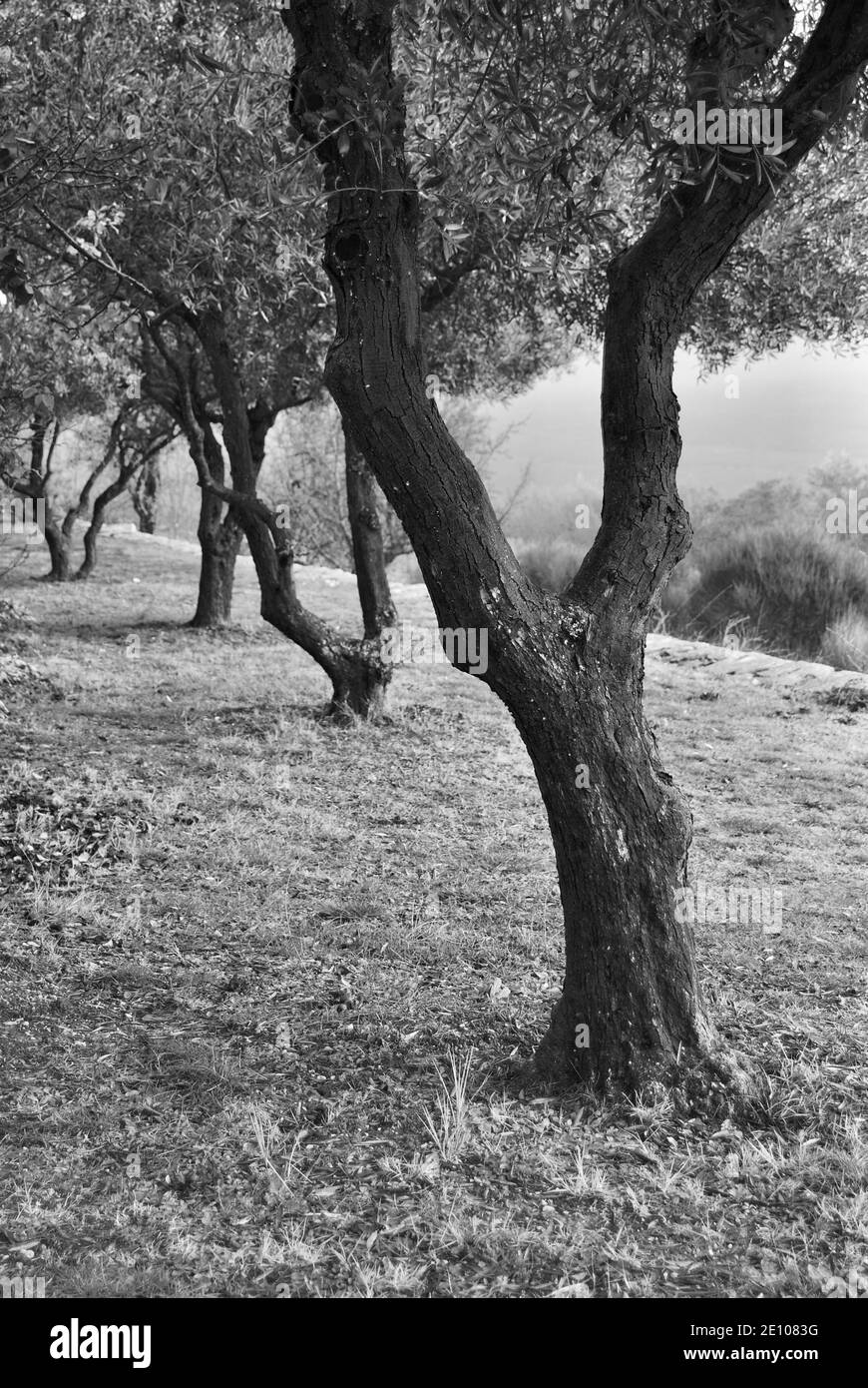 Olivi in bianco e nero Foto Stock