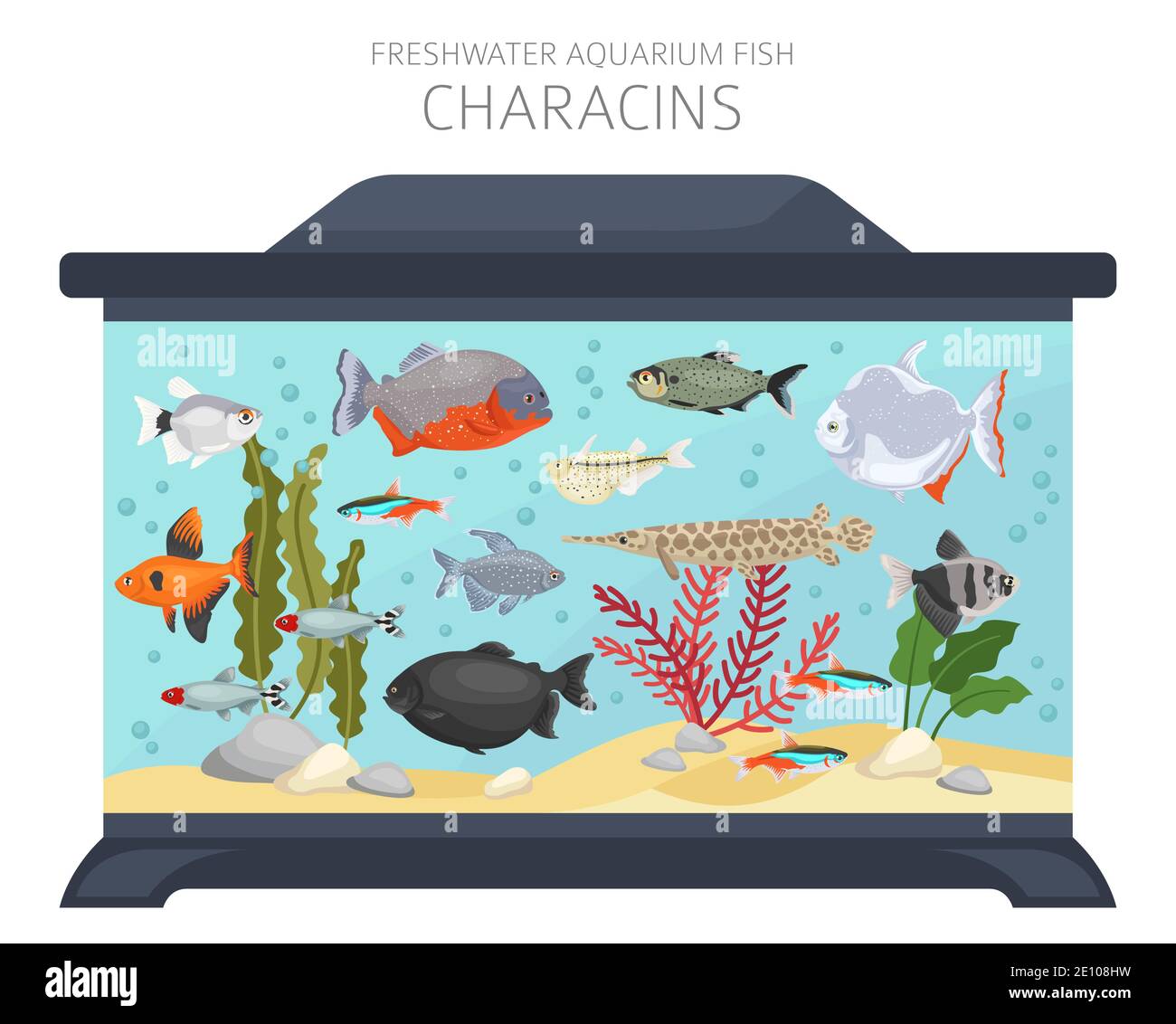 Pesci Characins. Acquario d'acqua dolce icona di pesce Set stile piatto isolato su bianco. Illustrazione vettoriale Illustrazione Vettoriale