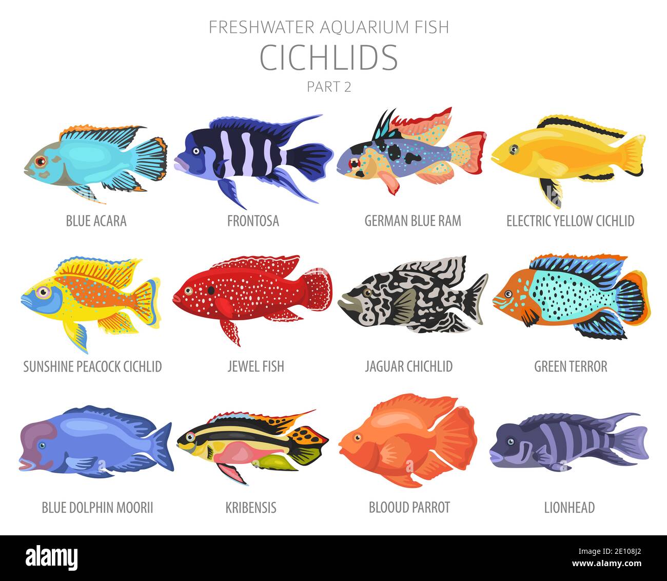 Pesce cichlidi. Acquario d'acqua dolce icona di pesce Set stile piatto isolato su bianco. Illustrazione vettoriale Illustrazione Vettoriale