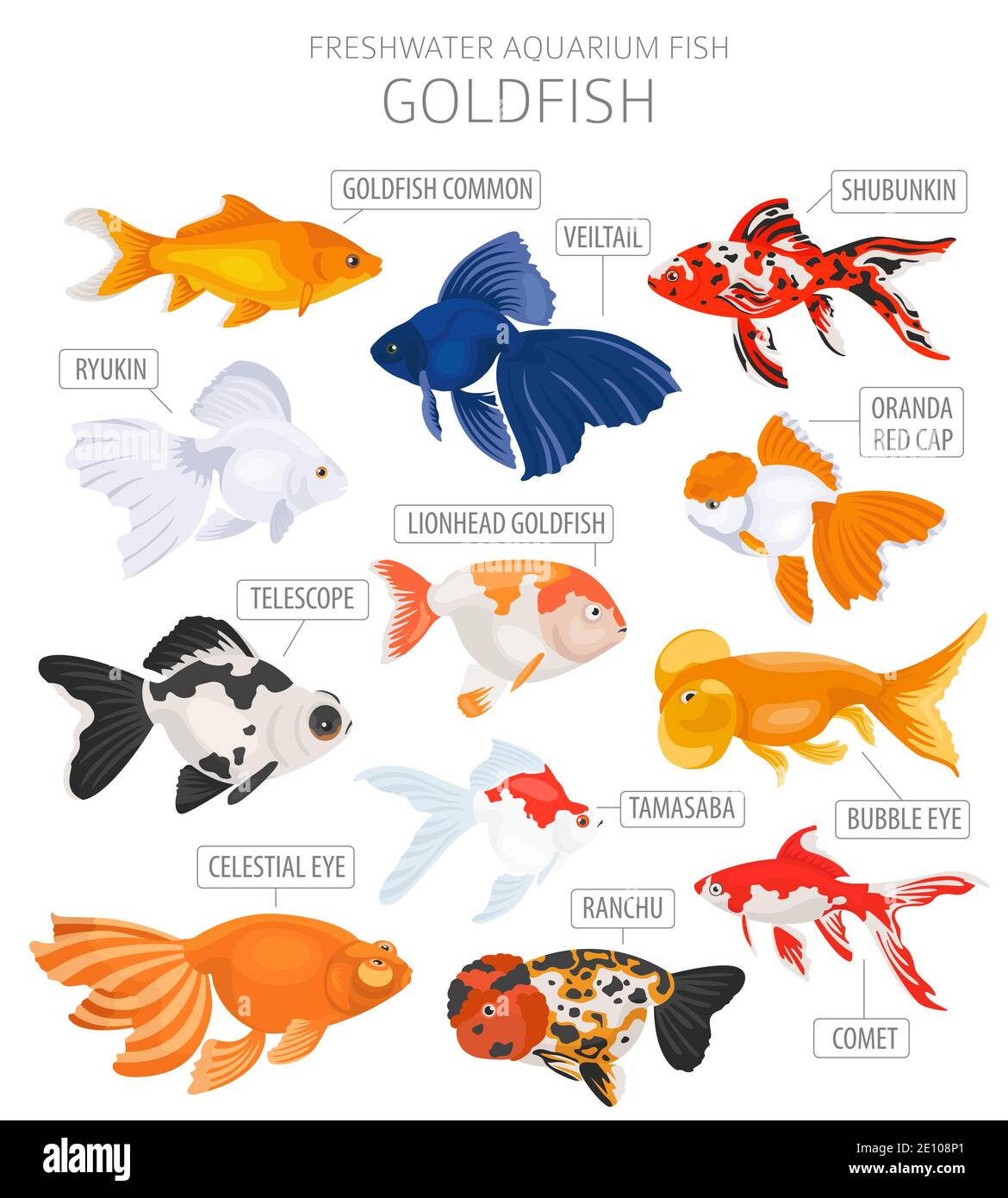 Pesce d'oro. Acquario d'acqua dolce icona di pesce Set stile piatto isolato su bianco. Illustrazione vettoriale Illustrazione Vettoriale