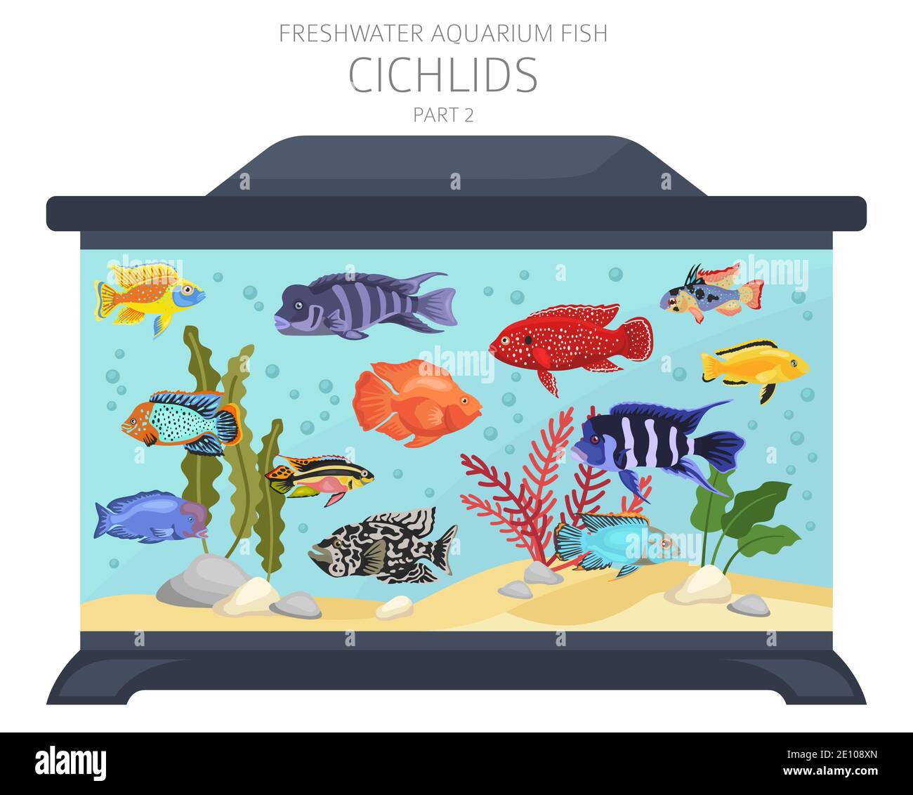 Pesce cichlidi. Acquario d'acqua dolce icona di pesce Set stile piatto isolato su bianco. Illustrazione vettoriale Illustrazione Vettoriale